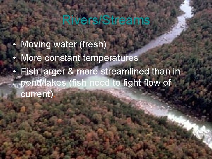 Rivers/Streams • Moving water (fresh) • More constant temperatures • Fish larger & more