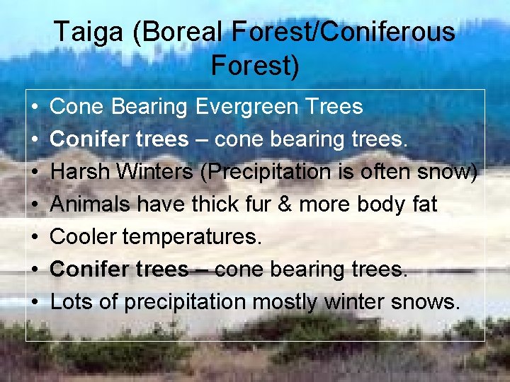 Taiga (Boreal Forest/Coniferous Forest) • • Cone Bearing Evergreen Trees Conifer trees – cone