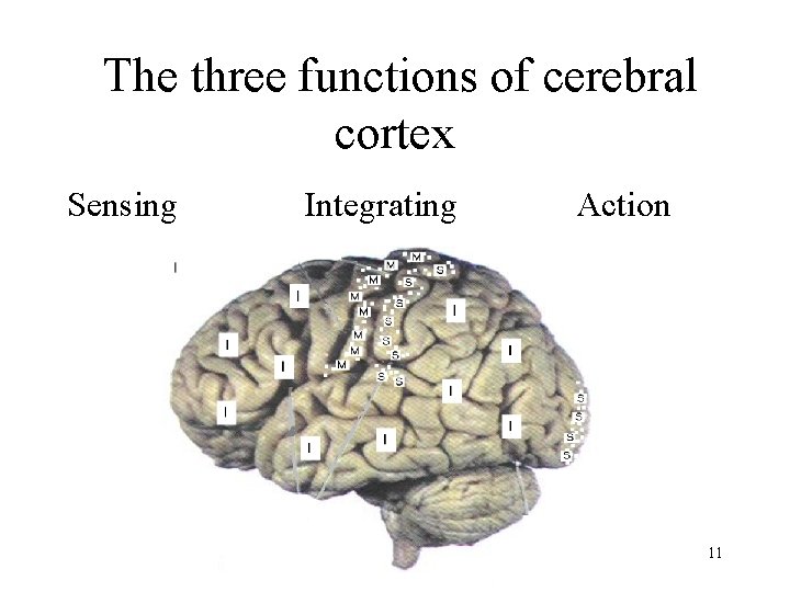 The three functions of cerebral cortex Sensing Integrating Action 11 