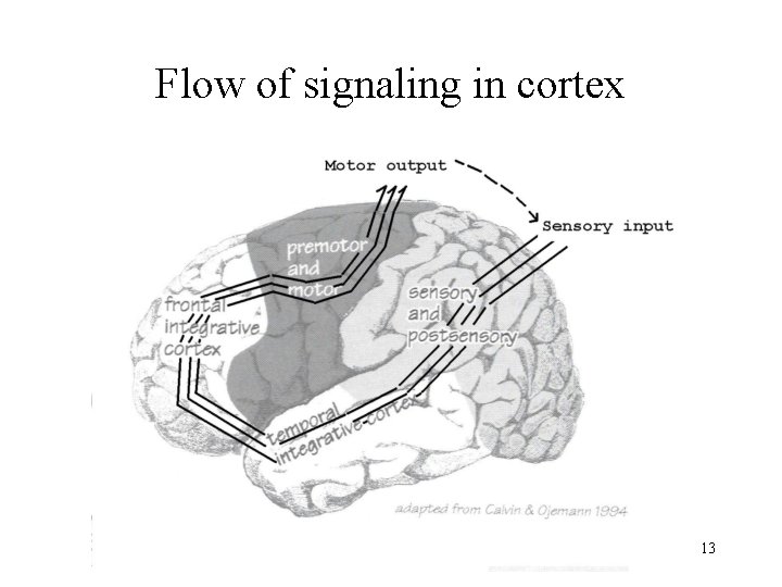 Flow of signaling in cortex 13 