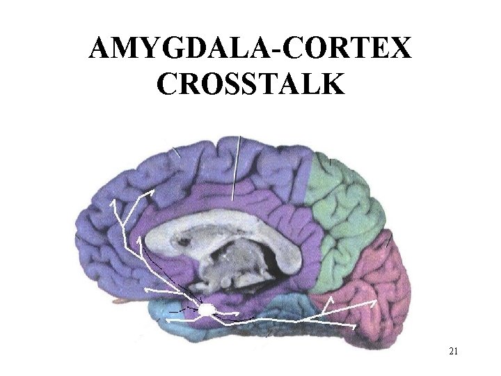 AMYGDALA-CORTEX CROSSTALK 21 