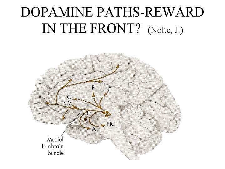 DOPAMINE PATHS-REWARD IN THE FRONT? (Nolte, J. ) 23 
