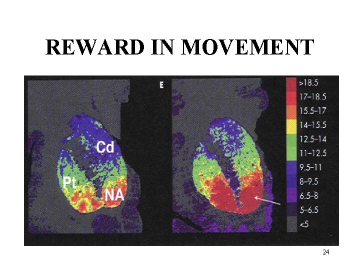 REWARD IN MOVEMENT 24 