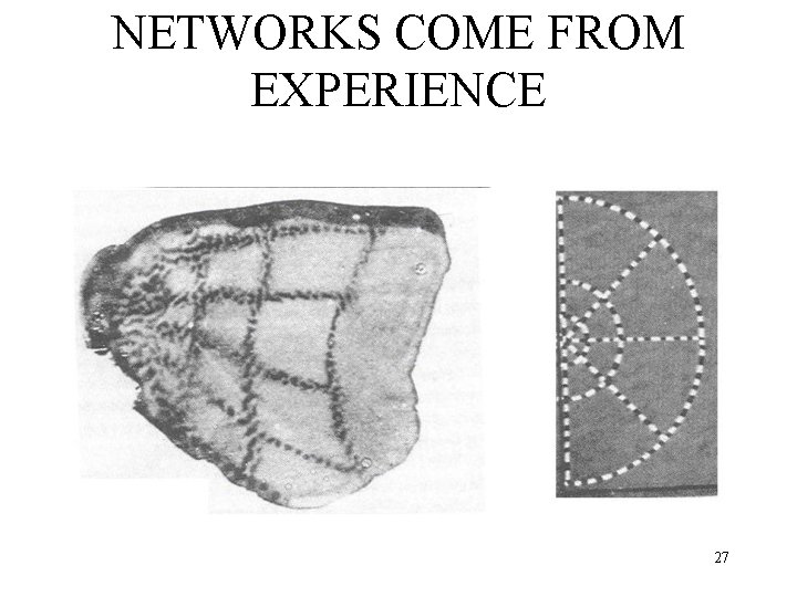 NETWORKS COME FROM EXPERIENCE 27 