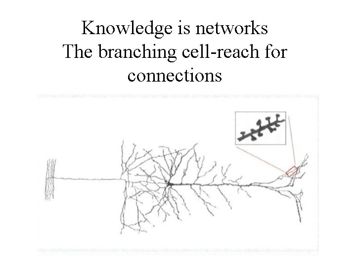 Knowledge is networks The branching cell-reach for connections 