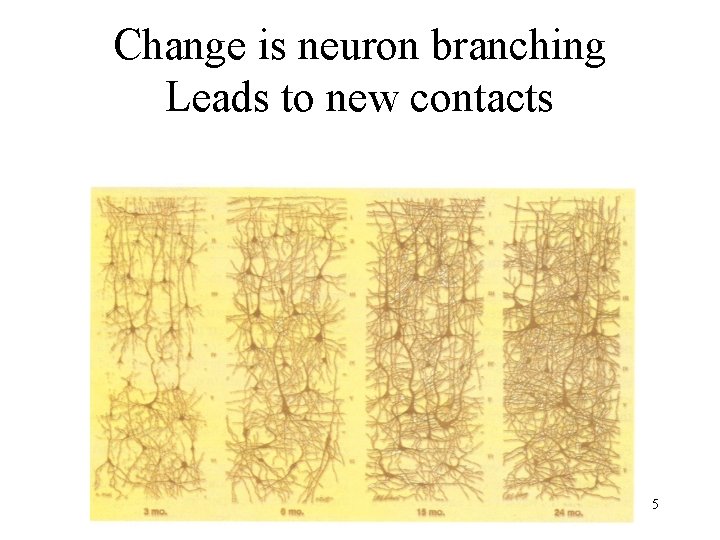 Change is neuron branching Leads to new contacts 5 