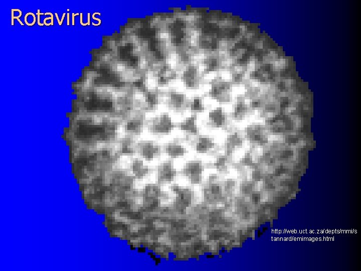 Rotavirus http: //web. uct. ac. za/depts/mmi/s tannard/emimages. html 