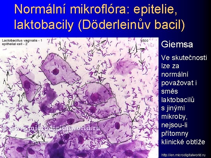 Normální mikroflóra: epitelie, laktobacily (Döderleinův bacil) Giemsa Ve skutečnosti lze za normální považovat i