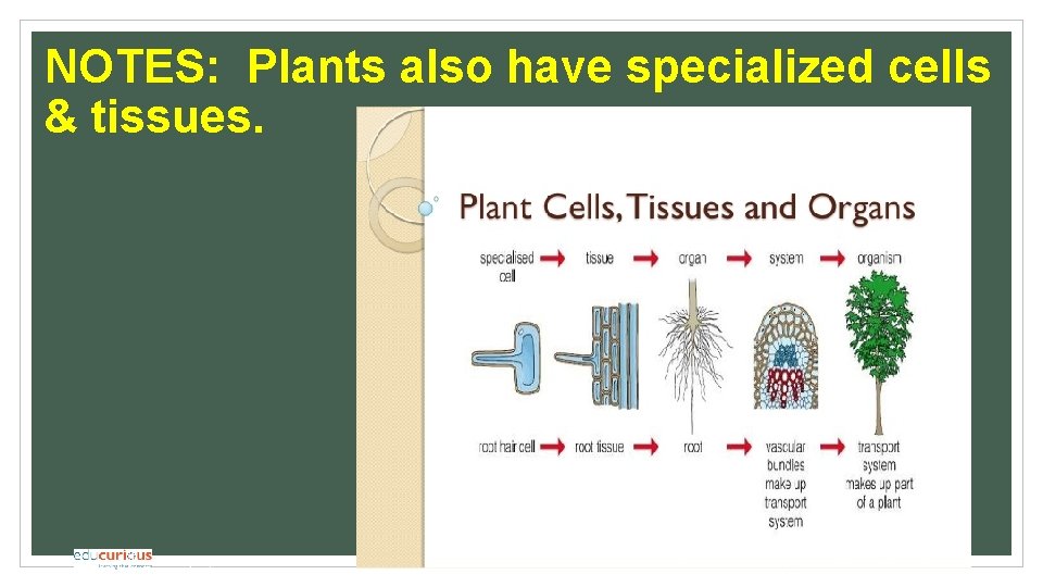 NOTES: Plants also have specialized cells & tissues. © 2018 Educurious Partners. All rights