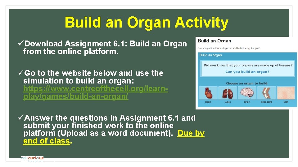 Build an Organ Activity üDownload Assignment 6. 1: Build an Organ from the online