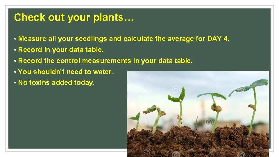 Check out your plants… • Measure all your seedlings and calculate the average for