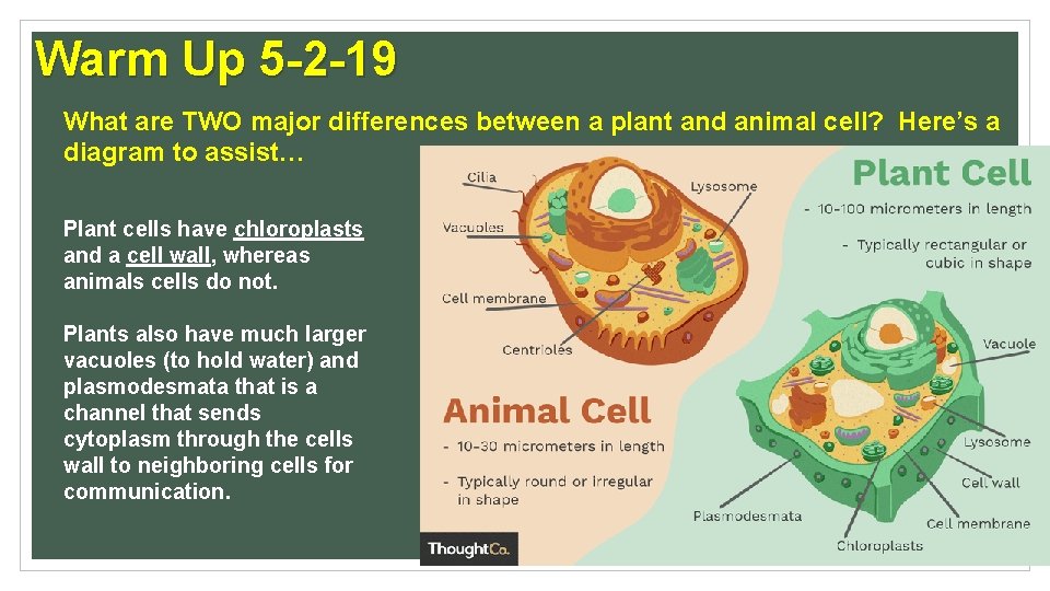 Warm Up 5 -2 -19 What are TWO major differences between a plant and