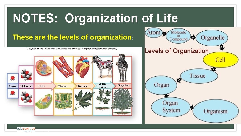 NOTES: Organization of Life These are the levels of organization: © 2018 Educurious Partners.