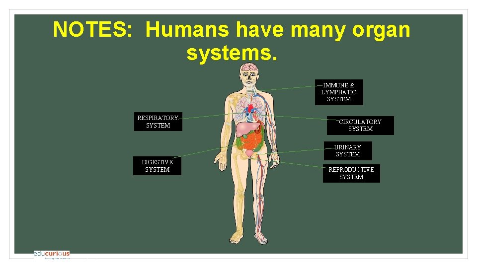 NOTES: Humans have many organ systems. IMMUNE & LYMPHATIC SYSTEM RESPIRATORY SYSTEM CIRCULATORY SYSTEM