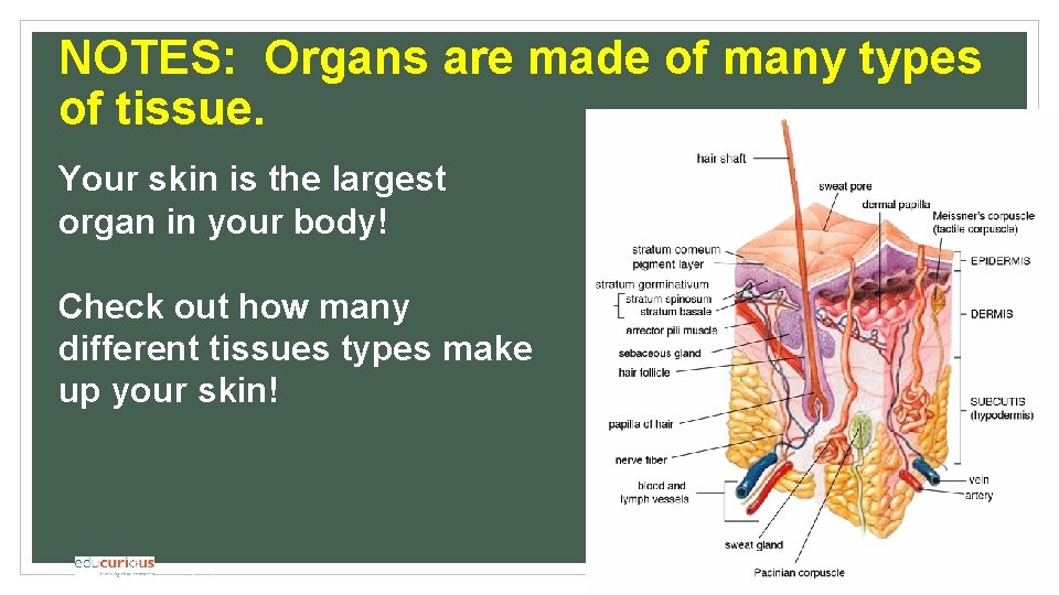 NOTES: Organs are made of many types of tissue. Your skin is the largest