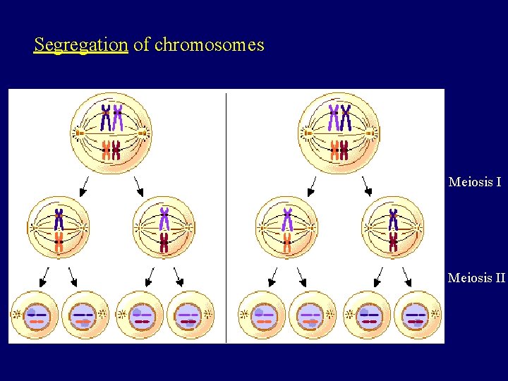 Segregation of chromosomes Meiosis II 