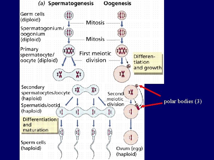 polar bodies (3) 