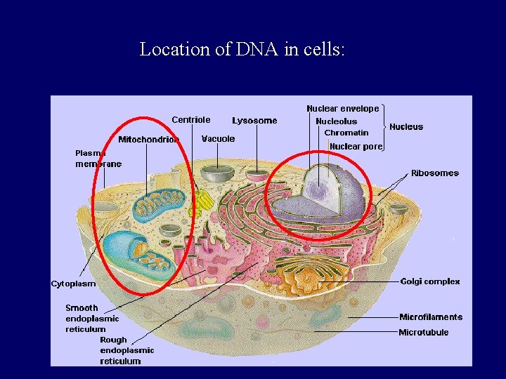 Location of DNA in cells: 