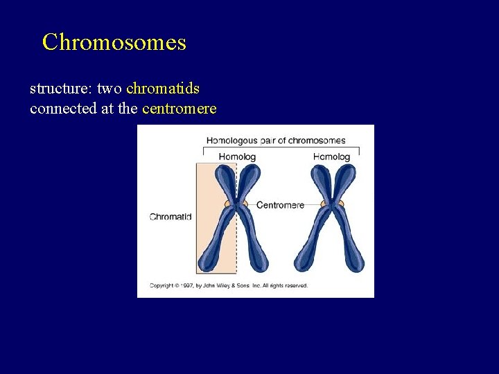 Chromosomes structure: two chromatids connected at the centromere 