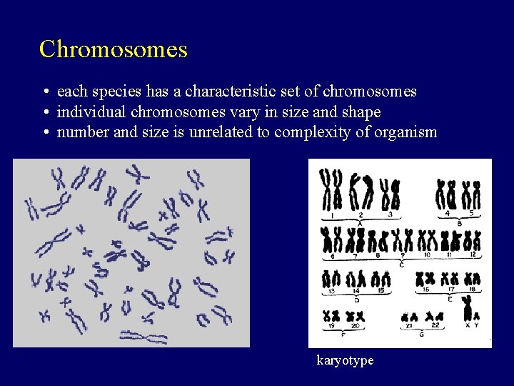 Chromosomes • each species has a characteristic set of chromosomes • individual chromosomes vary