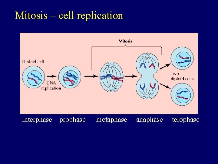 Mitosis – cell replication interphase prophase metaphase anaphase telophase 