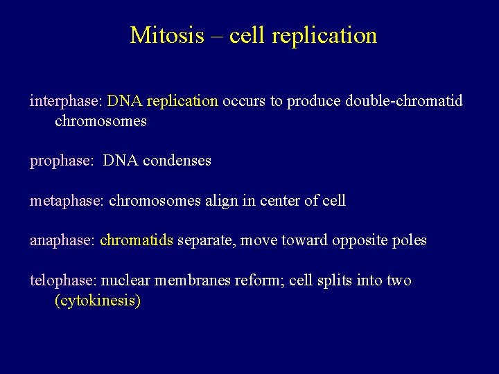 Mitosis – cell replication interphase: DNA replication occurs to produce double-chromatid chromosomes prophase: DNA