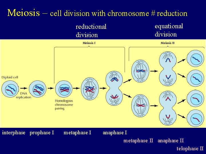 Meiosis – cell division with chromosome # reductional division interphase prophase I metaphase I