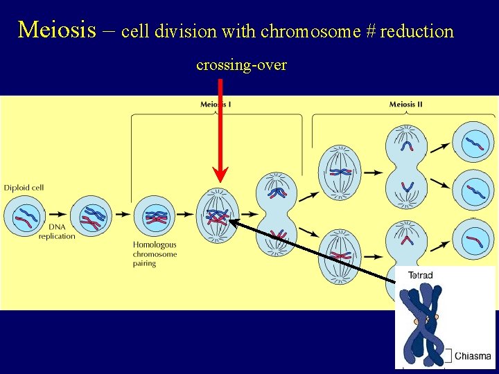 Meiosis – cell division with chromosome # reduction crossing-over 