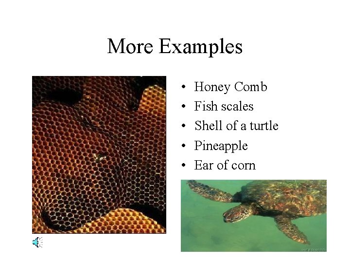 More Examples • • • Honey Comb Fish scales Shell of a turtle Pineapple