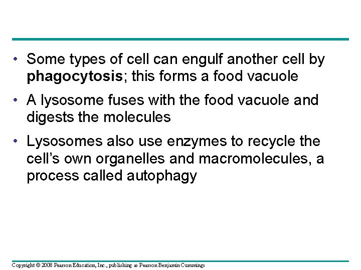  • Some types of cell can engulf another cell by phagocytosis; this forms