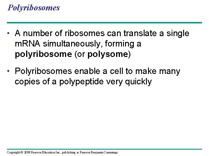 Polyribosomes • A number of ribosomes can translate a single m. RNA simultaneously, forming