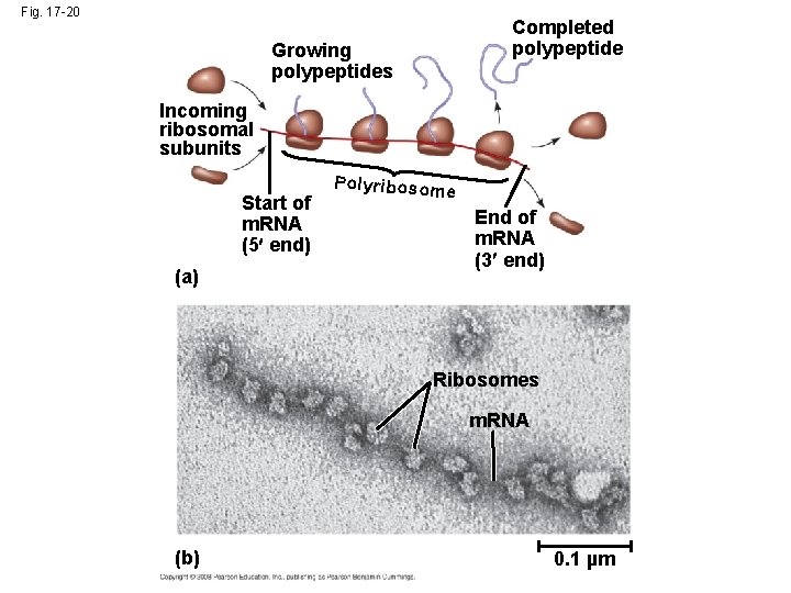 Fig. 17 -20 Completed polypeptide Growing polypeptides Incoming ribosomal subunits Start of m. RNA