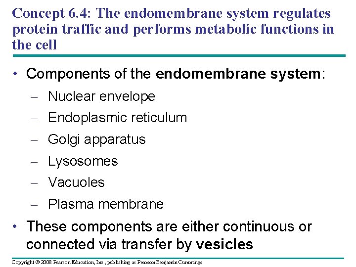 Concept 6. 4: The endomembrane system regulates protein traffic and performs metabolic functions in
