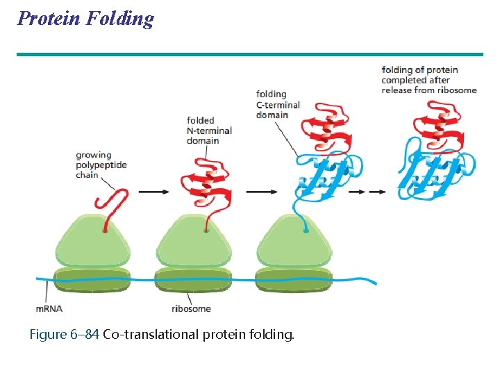 Protein Folding Figure 6– 84 Co-translational protein folding. 