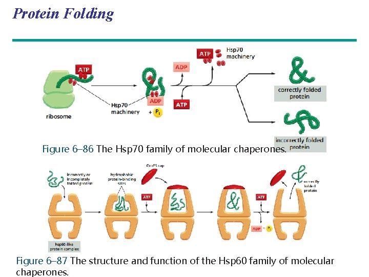 Protein Folding Figure 6– 86 The Hsp 70 family of molecular chaperones. Figure 6–