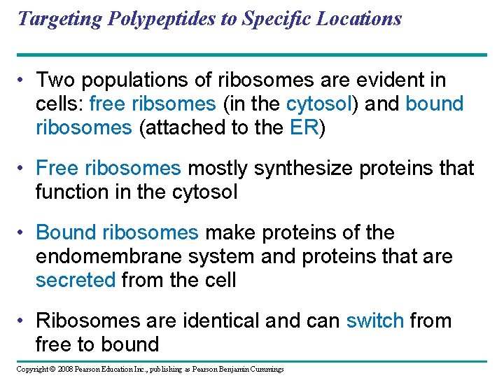 Targeting Polypeptides to Specific Locations • Two populations of ribosomes are evident in cells:
