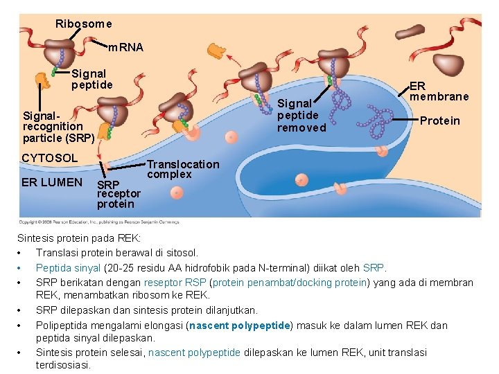 Ribosome m. RNA Signal peptide removed Signalrecognition particle (SRP) CYTOSOL ER LUMEN SRP receptor