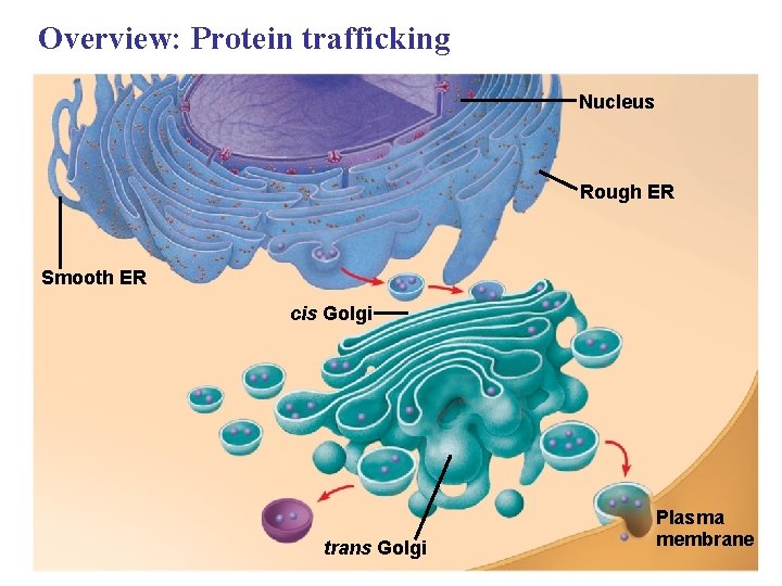 Overview: Protein trafficking Nucleus Rough ER Smooth ER cis Golgi trans Golgi Plasma membrane