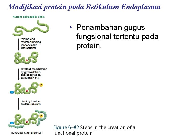 Modifikasi protein pada Retikulum Endoplasma • Penambahan gugus fungsional tertentu pada protein. Figure 6–