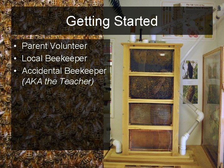 Getting Started • Parent Volunteer • Local Beekeeper • Accidental Beekeeper (AKA the Teacher)