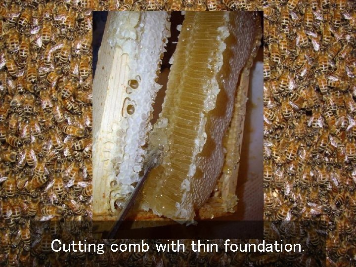 Cutting comb with thin foundation. 