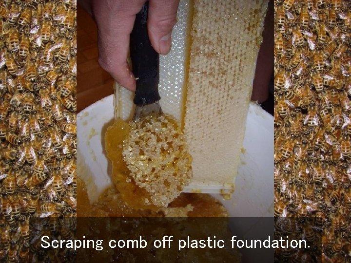 Scraping comb off plastic foundation. 