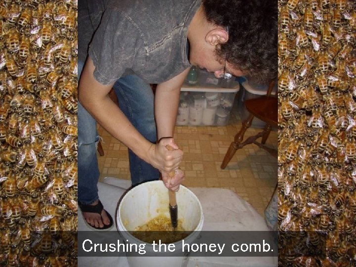 Crushing the honey comb. 