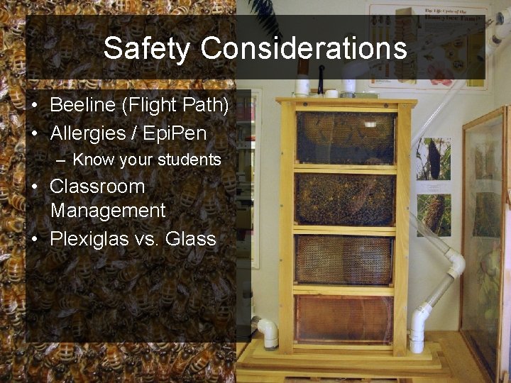 Safety Considerations • Beeline (Flight Path) • Allergies / Epi. Pen – Know your