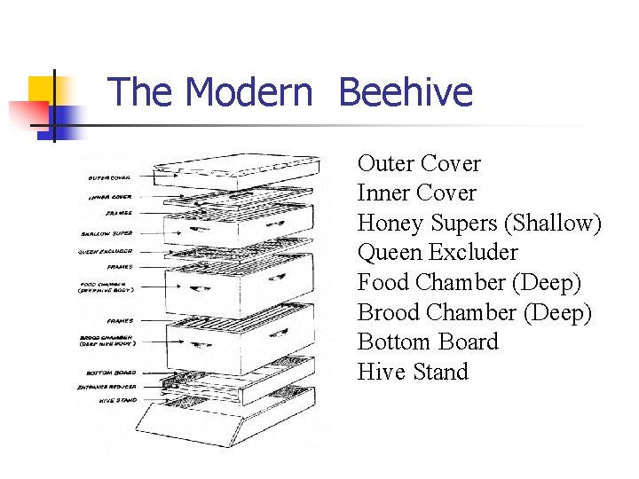 The Modern Beehive Outer Cover Inner Cover Honey Supers (Shallow) Queen Excluder Food Chamber