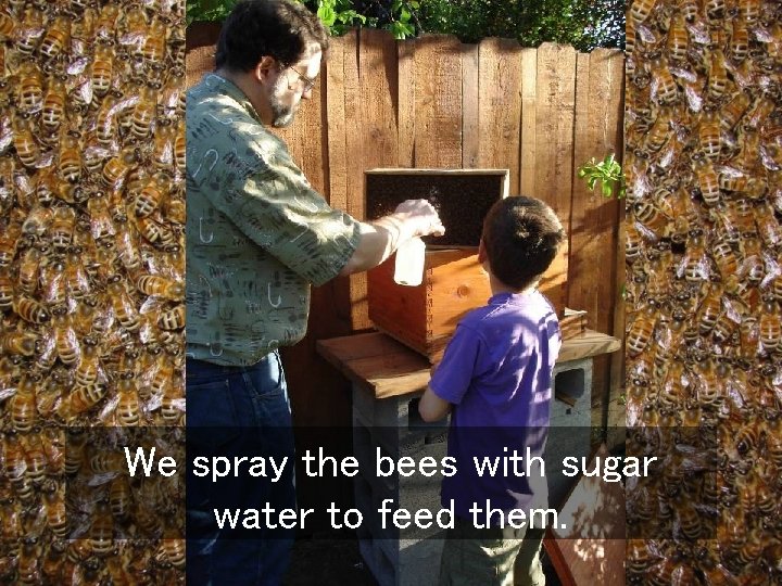 We spray the bees with sugar water to feed them. 