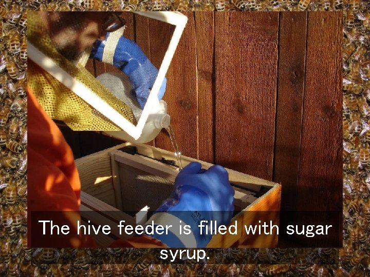 The hive feeder is filled with sugar syrup. 