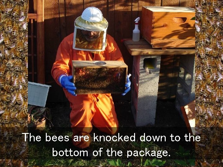 The bees are knocked down to the bottom of the package. 