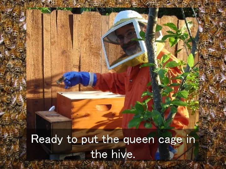 Ready to put the queen cage in the hive. 