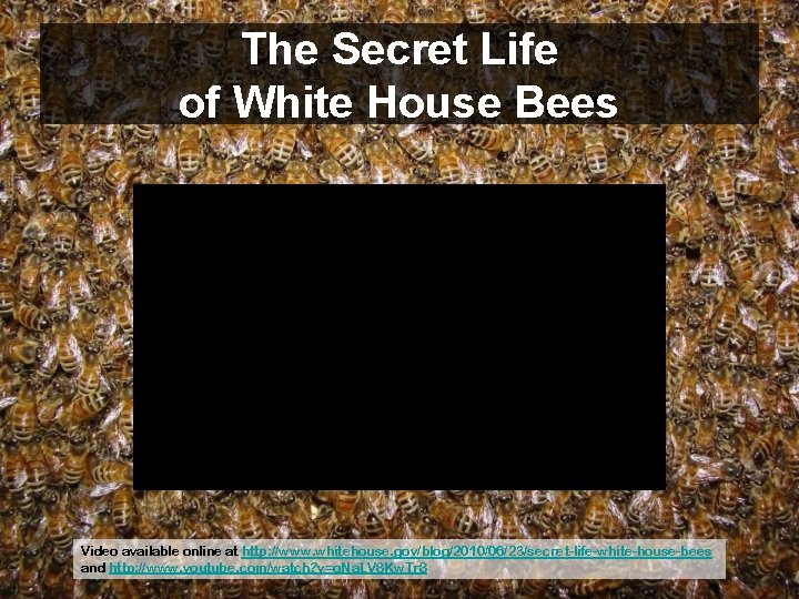The Secret Life of White House Bees Video available online at http: //www. whitehouse.
